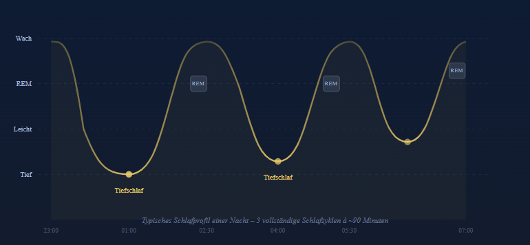 Schlafphasen während einer Nacht